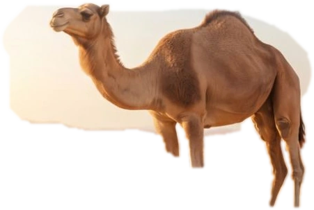 جمل في الصحراء